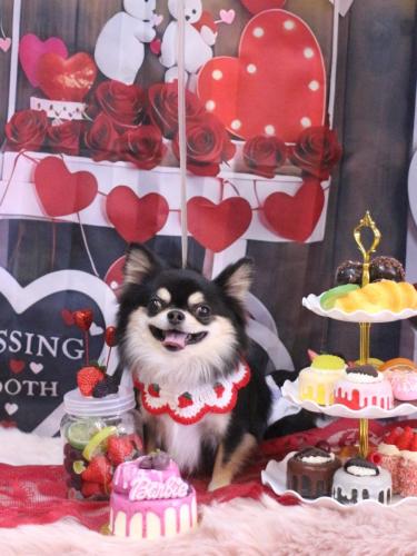 20250212ボスくん